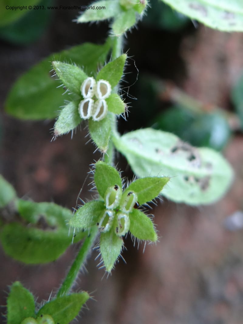 Bothriospermum secundum, Davidson, C 12018--China. Anhui Prov. Qiyun Shan. 7 Jun 2012. DSC01929 (127).JPG