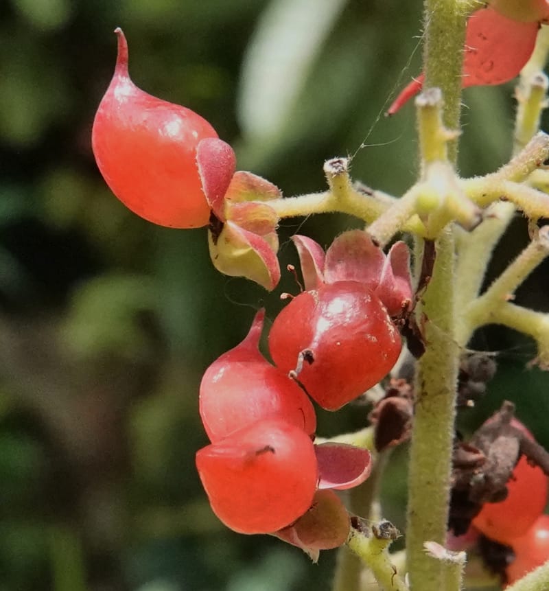 Tetracera, C. Davidson 13922--Gabon. Rd betw Kinguele and Makaban. 30 Oct 2018. DSC00492 (117).JPG