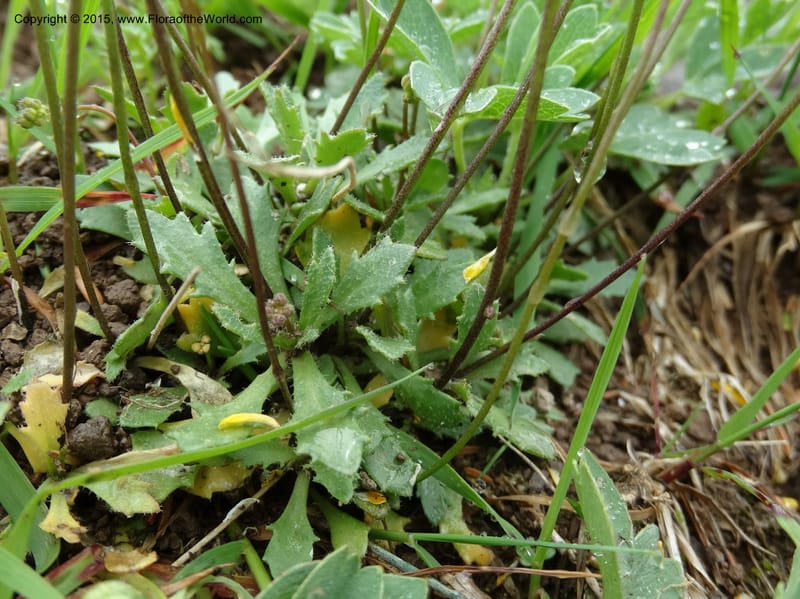 Draba hispida, Davidson, C 12492--Georgia (Caucasus). Koslitavi, branch of Merisi Gorge. 11 Jun 2014. DSC08456 (145).JPG