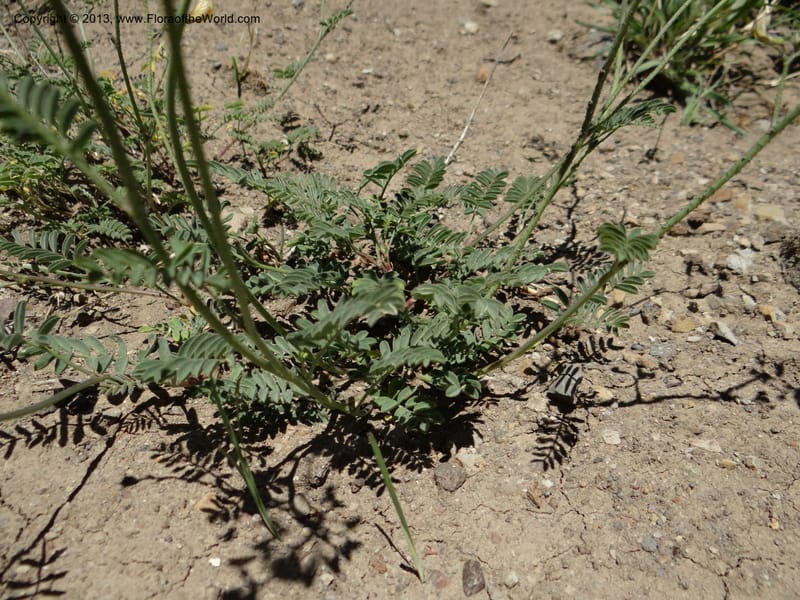 Adesmia, WDS 34191--Chile. Cta. 115. La Laguna. 22 Feb 2013. DSC02595 (54).JPG