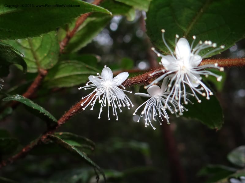 Symplocos, SAN.153214--Malaysia, Sabah. Mt. Kinabalu. 5 Apr 2012. DSC06767 (242).JPG