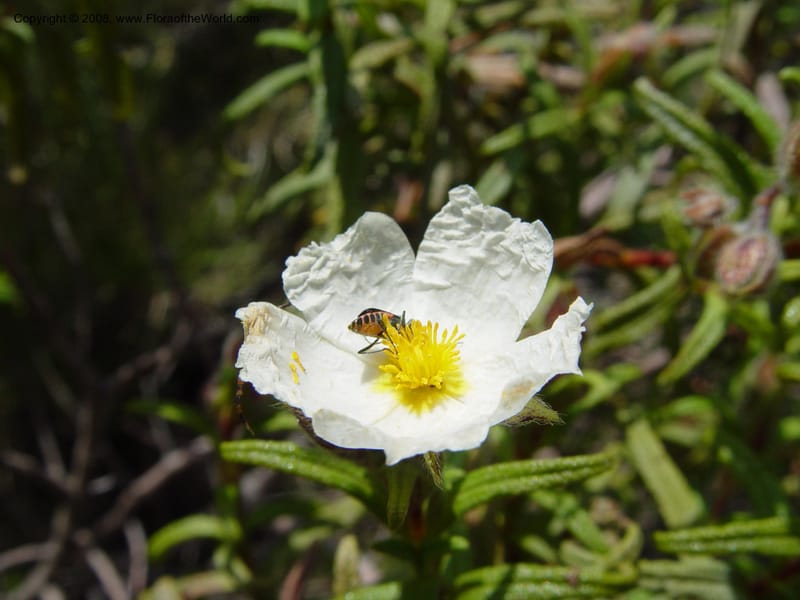 Cistus monspeliensis--Spain. Andalucia. On C333, ca. 5 km E of Orgiva. 14 Apr 04. 134.jpg