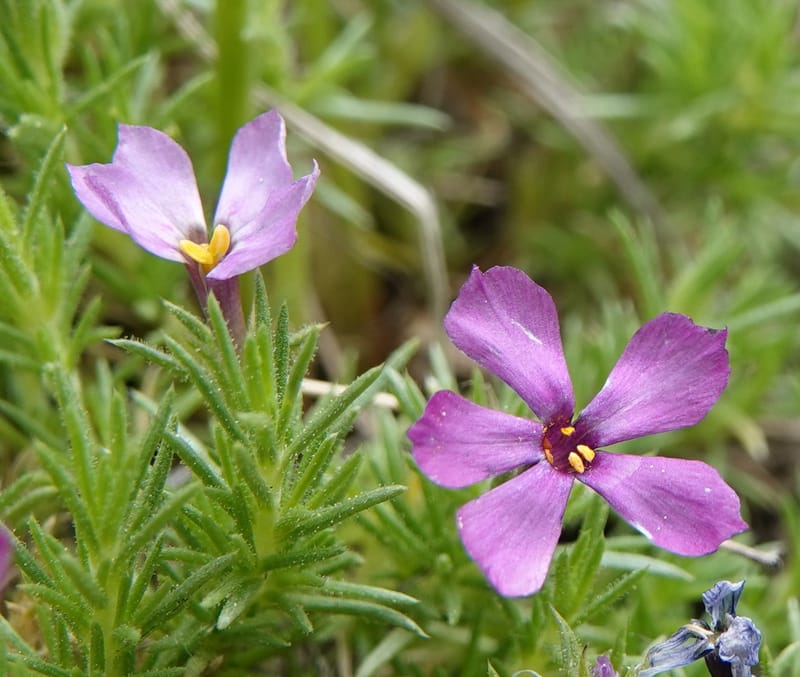 Phlox condensata, C. Davidson 13762--Oregon. Wallowa Co. Zumwalt.Trail Cr. Rd. 4 Jun 2018. DSC04078 (512).JPG