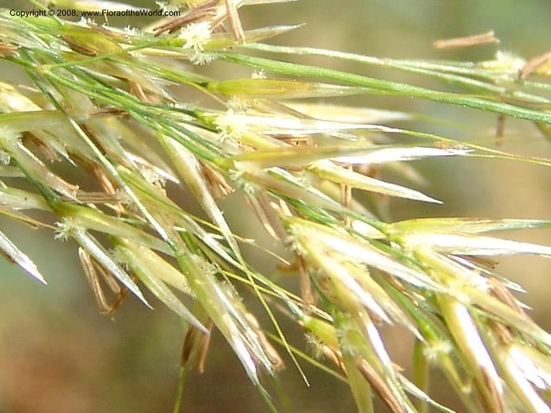 Stipa calamagrostis, S.43.1786--France. Paris. Jardin des Plantes. 4 Sep 07. 316.jpg