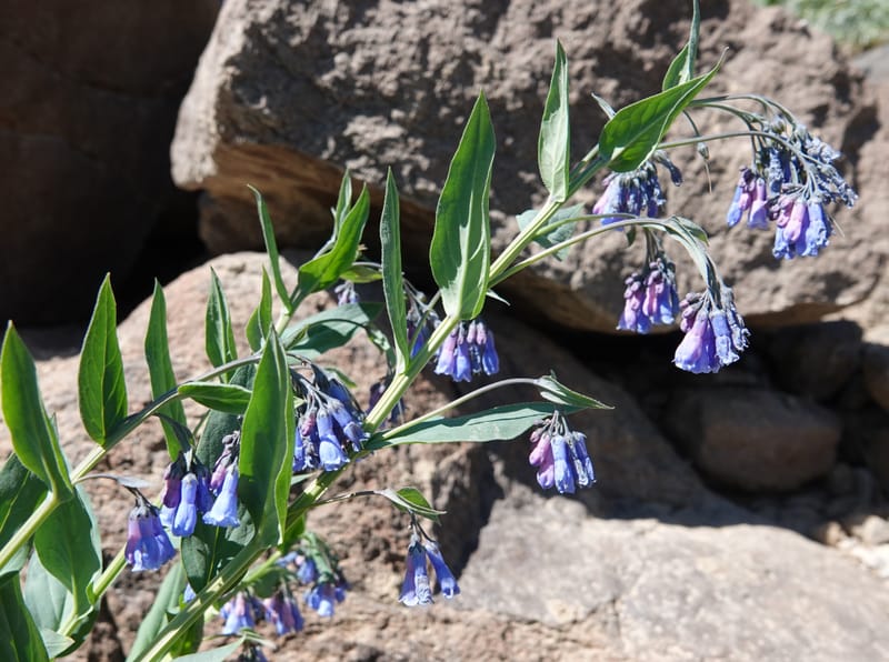 Mertensia ciliata, C. Davidson 13875--ID. Fremont Co. Sawtelle Pk. Stop 7. 30 Jul 2018. DSC08259 (10).JPG