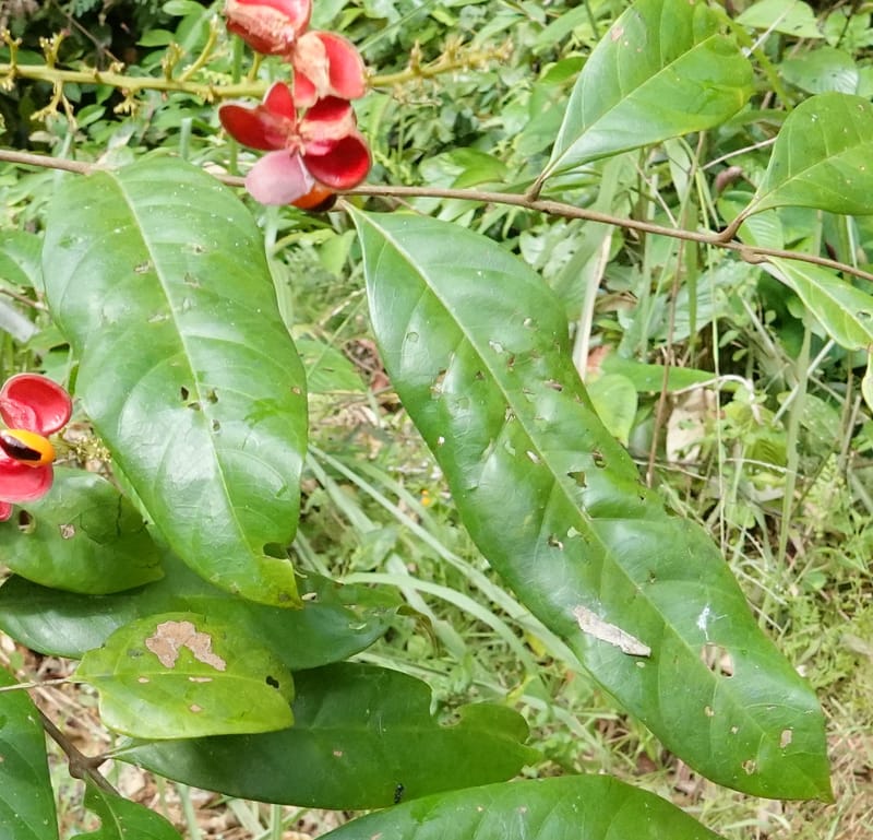 Aporrhiza, C. Davidson 13912--Gabon. M de C. Road past the cabins. 29 Oct 2018DSC09794 (87).JPG