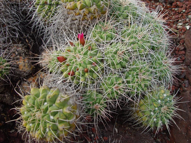 Mammillaria compressa, 949--CA. Huntington Bot. Gard. 14 Feb 03. 127.jpg