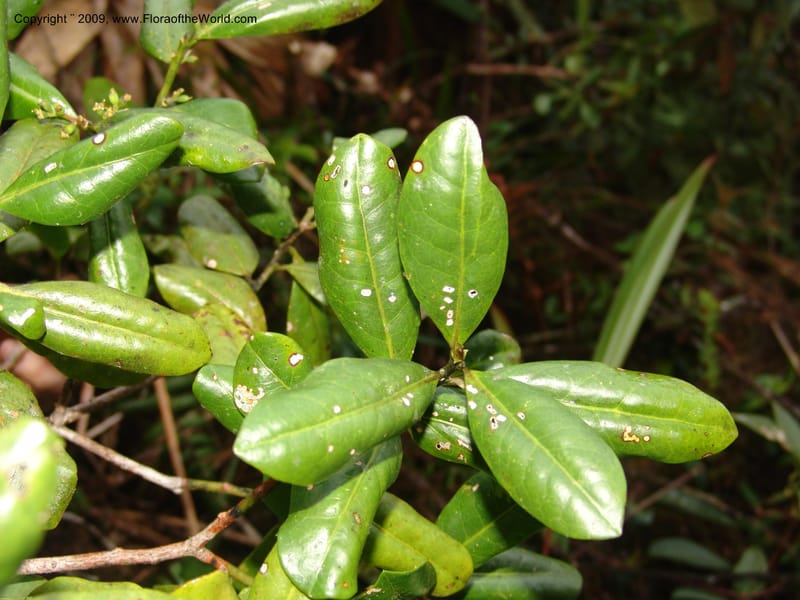 DNeill16000--Ecuador. Prov. Zamora Ch. Res.Tapichalaca. Qb. Honda. 25 Sep 07. 175.jpg