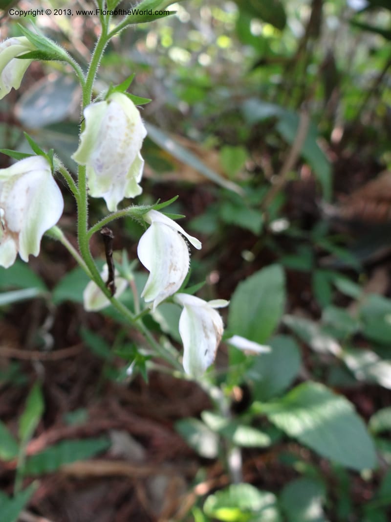 Mazus caducifer, Li Pan 1205291--China. Zhejiang Prov. Tian Mu Shan. 29 May 2012. DSC00348 (104).JPG