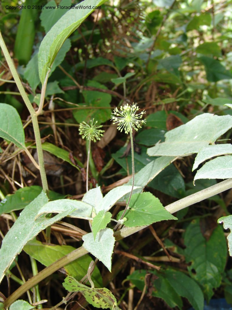 Hydrocotyle acutifolia, RVasquez 31477--Peru. Prov. Oxa. Parq. Nac. Yanachaga Chemillen. 12 Oct 06. 448 (3).jpg