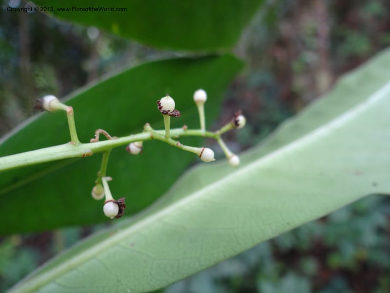Meliosma simplicifolia, VC 5561--Thailand. Chiang Mai Prov. Doi Pha Hom Pok Nat. Park. 10 Nov 2012. DSC08349 (279).JPG