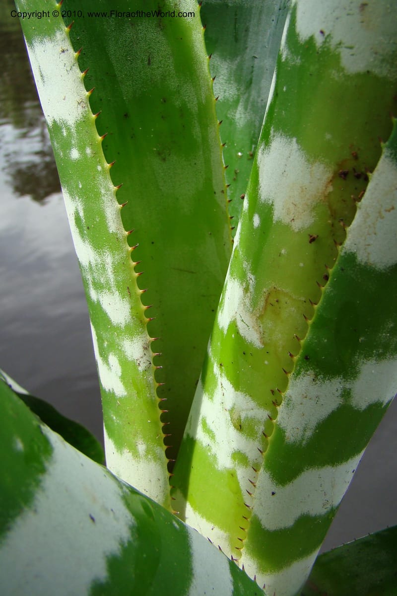 Aechmea, RVasquez34772--Peru. Loreto. Dist. Nauta. Qbda Nawapa, Rio Tigre. 11 Nov 08. 586.jpg