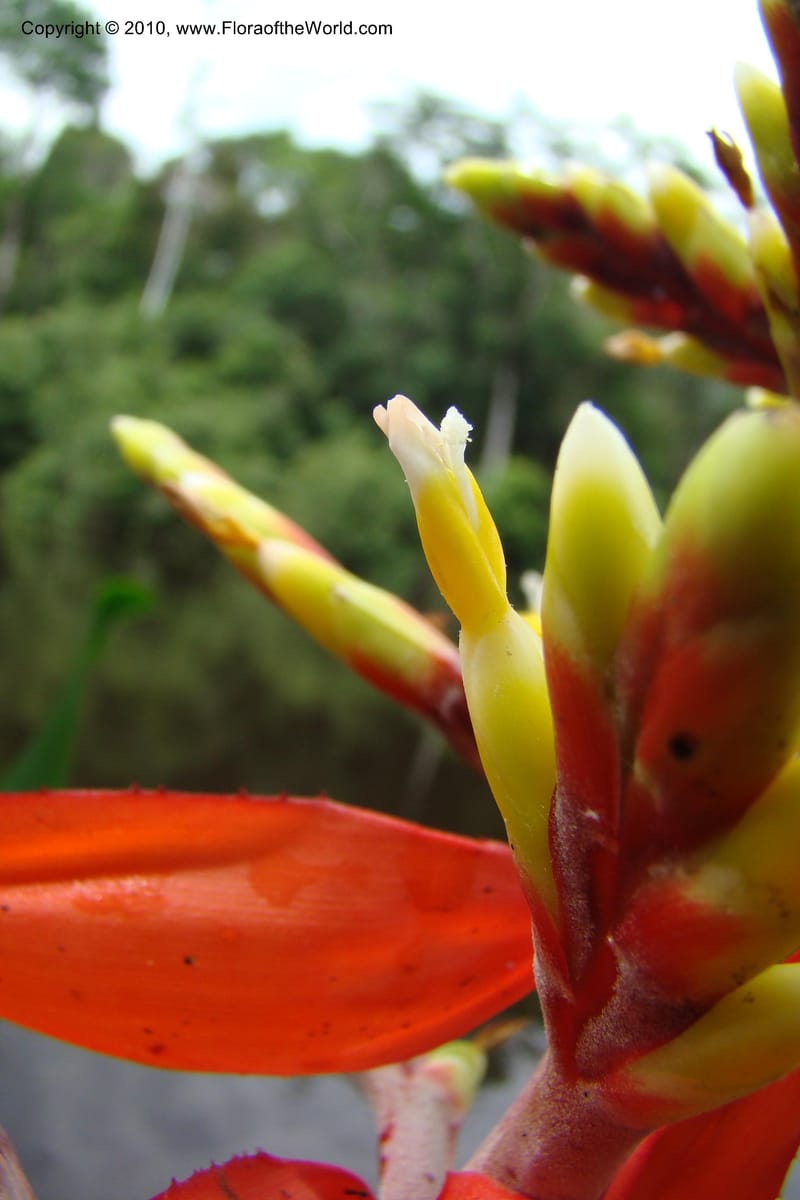 Aechmea, RVasquez34772--Peru. Loreto. Dist. Nauta. Qbda Nawapa, Rio Tigre. 11 Nov 08. 576.jpg