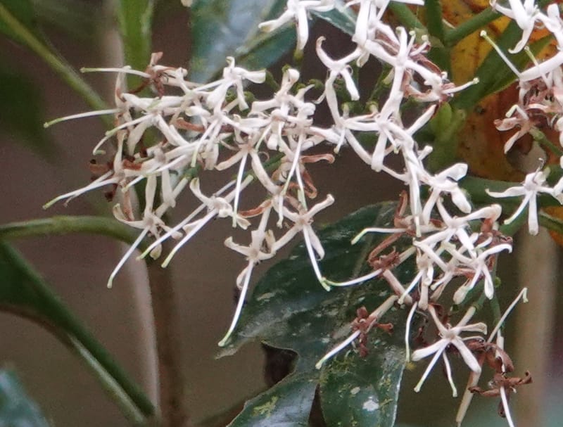 Pavetta polyantha, D. Boufford 44163--China. Yunnan. Bu Long Net. Res. on XK15. DSC03104 (194).JPG