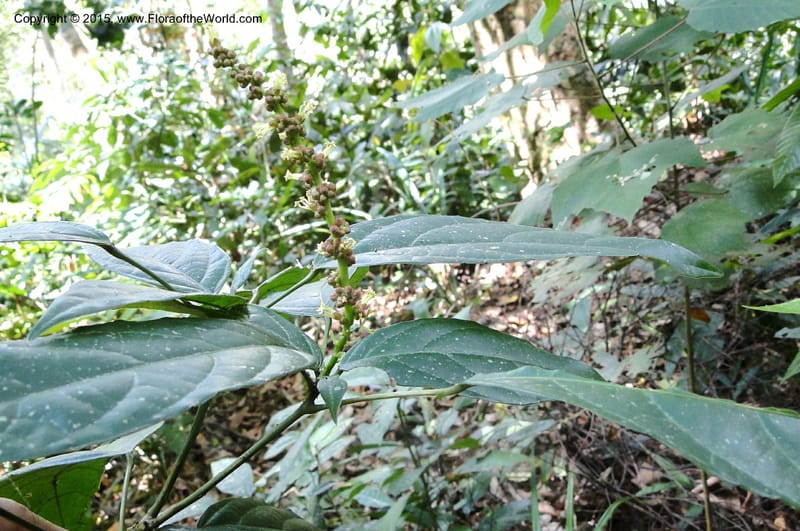 Cleidion, Regalado 1856--Viet Nam. Unknown mountain. 10 May 2011. 099 (5).jpg