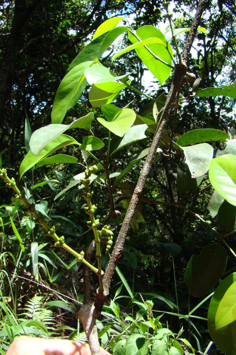 Gnetum, Regalado 1754--Viet Nam. Thua Thien Hue Prov. Phu Loc Distr. Bach Ma. 13 Apr 09. 454.jpg