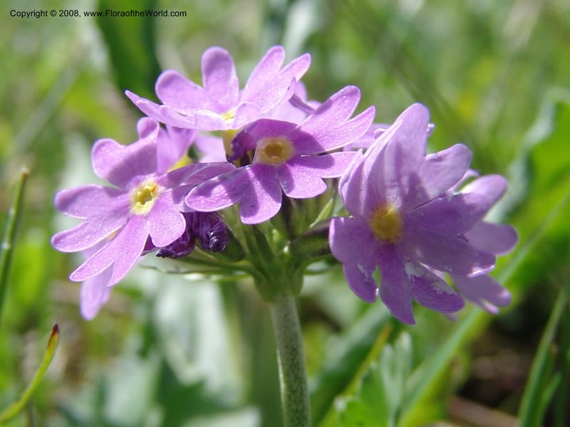Primula algida--Georgia. Kazbeki . Trail-road to Sameba Church. 2 Jun 05. 039.jpg