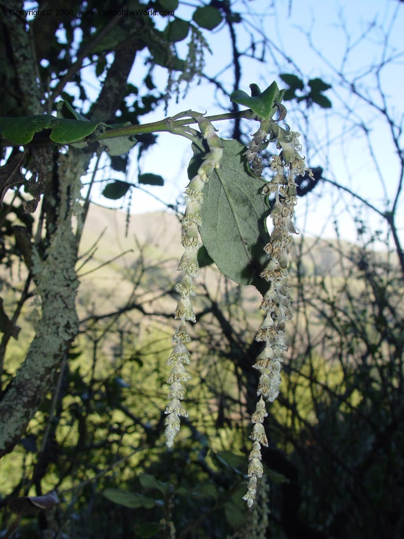 Garrya elliptica--CA. Alameda Co. Huckleberry Bot. Reg. Pres. 11 Feb 04. 031.jpg