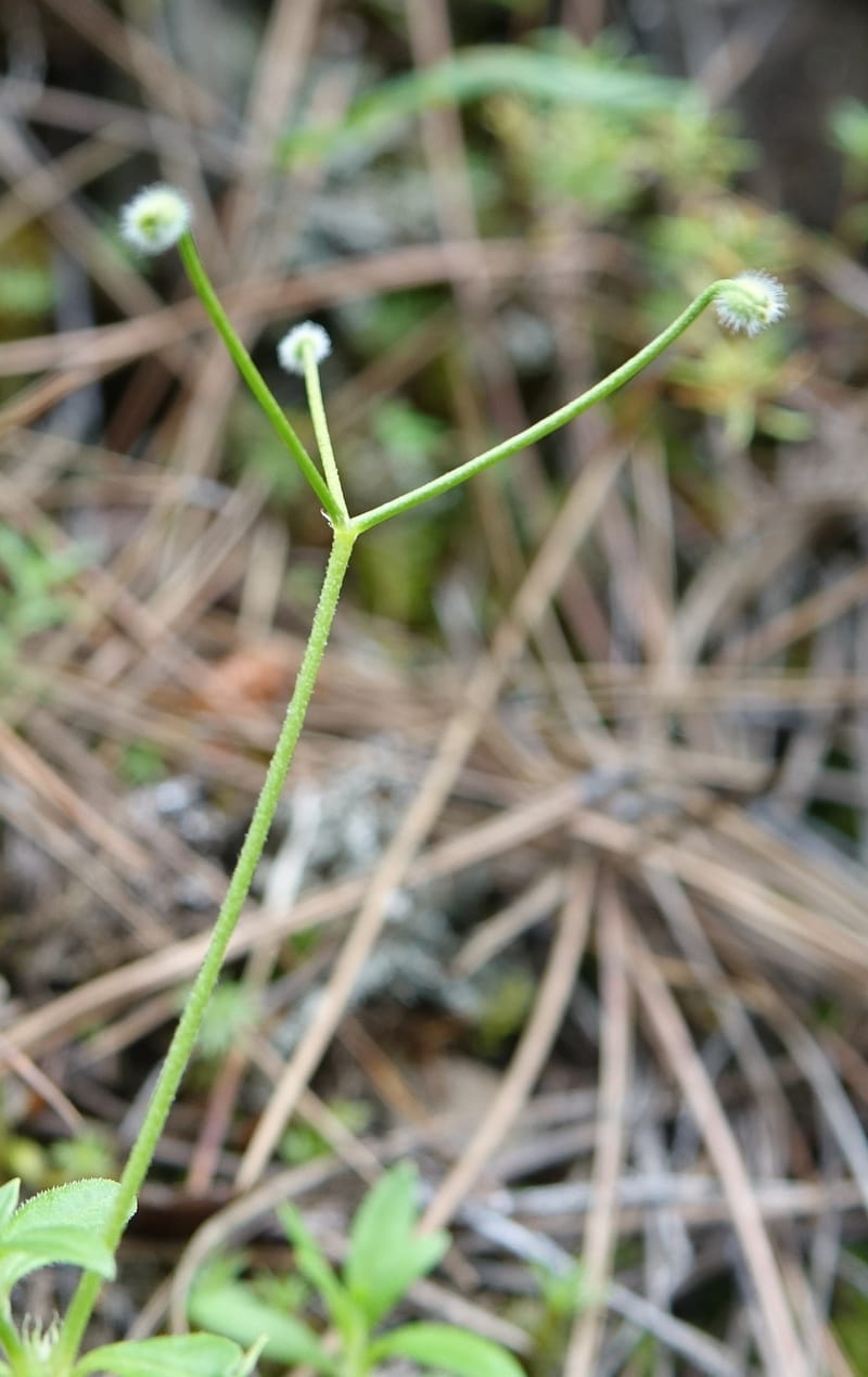 Kelloggia chinensis, D. Boufford 44006--China. Sichuan. Xiangcheng Xian. 13 Aug 2017. DSC05341 (168).JPG