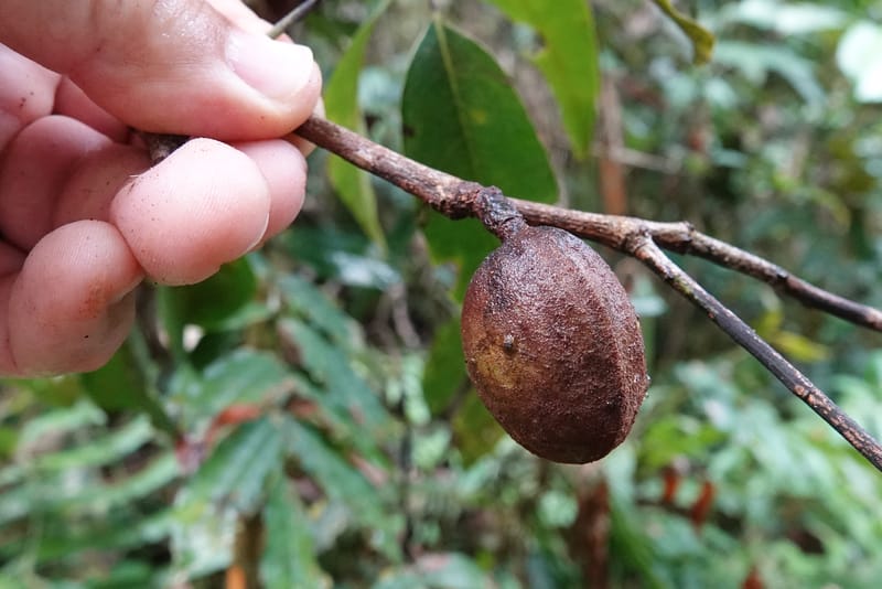 Staudtia gabonensis, C. Davidson 13939--Gabon. Maurel & Prom Oil Rd. 2 Nov. 2018. DSC01376 (259).JPG