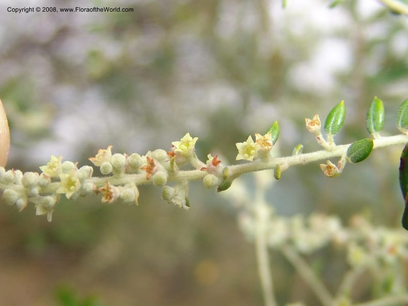 Phylica paniculata--So.Africa. Mpumal. Buffelskloof Private Nat. Res. 17 Mch 05. 042.jpg