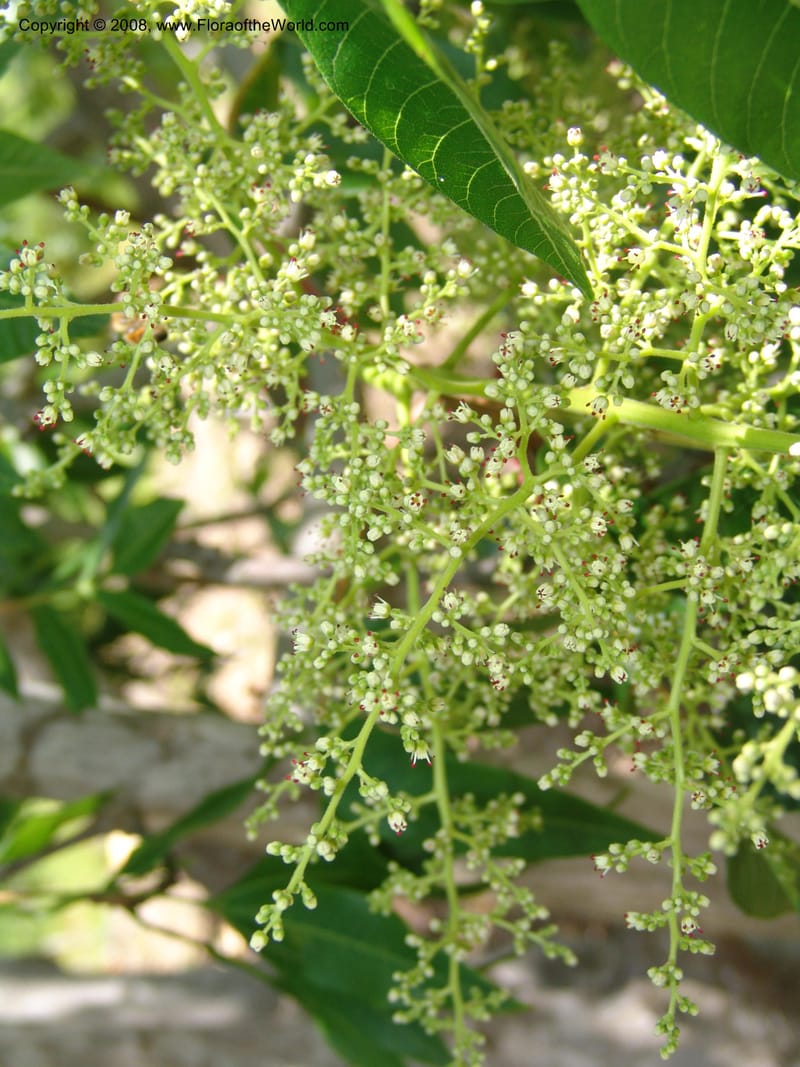 Rhus punjabensis v. sinica, 92.008--CA. Quarryhill Bot. Garden, Glen Ellen. 1 Jun 07. 256.jpg