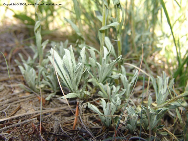 Antennaria rosea, CDavidson11091--ID. Idaho Co. Warren Wagon Rd., Sesesh Meadow. 8 Jul 07. 041.jpg