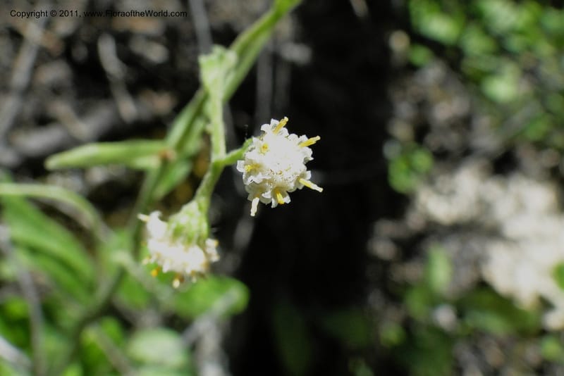Antennaria racemosa, Davidson, C 11875--Idaho. Idaho Co. Warren Wagon Rd. 8 July 2011. 167 (1).jpg