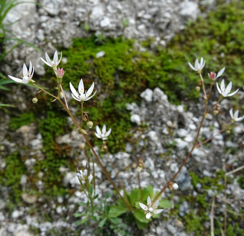 Saxifraga stellaris, Davidson, C 13213--Switzerland. Chuenxentennlen. Grimsel Pass rd. 30 Jun 2016. DSC06756 (6).JPG