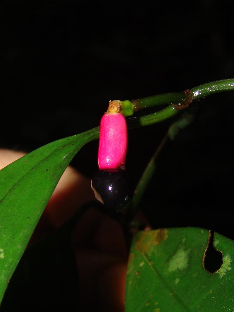 Chazaliella, MLeal1013--Gabon. Prov. Estuaire. Mondah For., Cap. Esterias. 11 Apr 06. 234.jpg