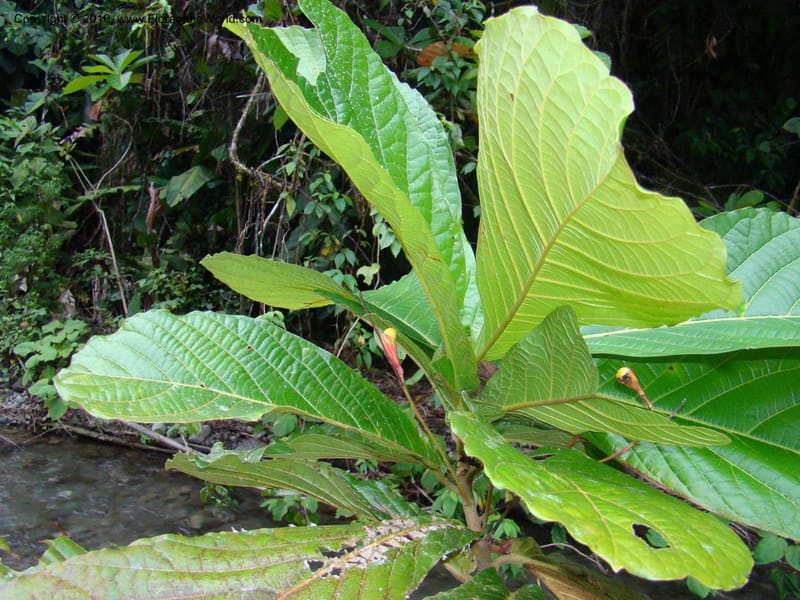 Ocotea valerioides, B. Hammel 24650--Costa Rica. Prov. Limon. Selva Bananito Lodge. 12 Apr 08. 309 (1).jpg