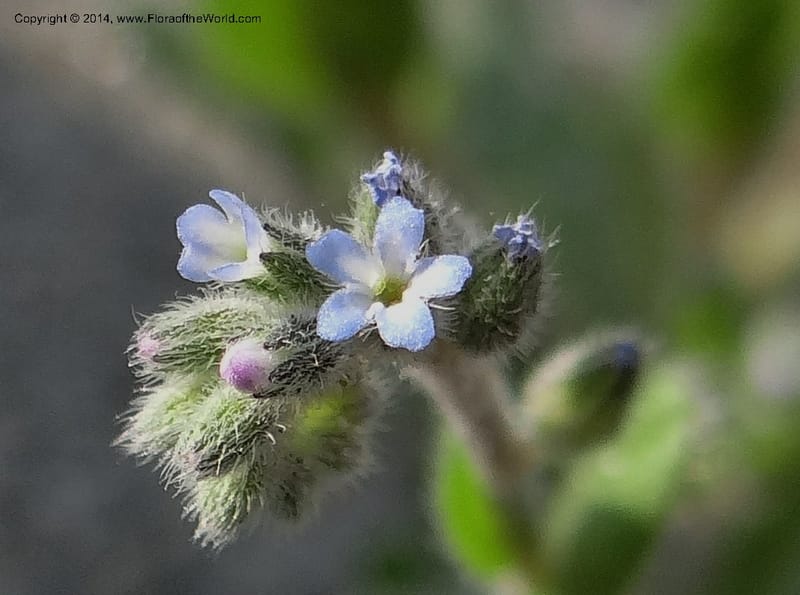 Myosotis micrantha, Smith, J 10739--Idaho. Nez Perce Co. China Garden Cr. 7 May 2013. DSC03632 (8).JPG