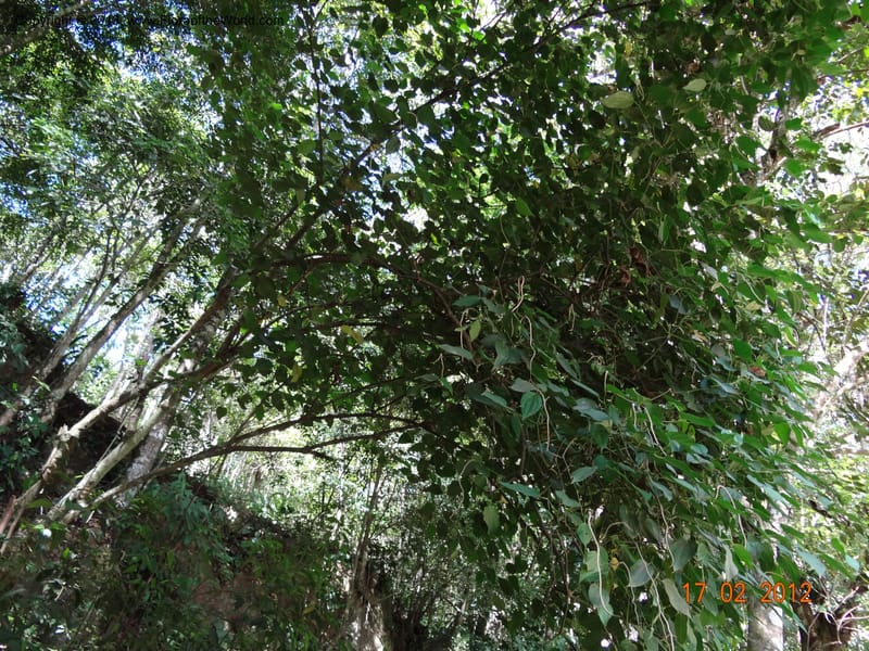 Piper sp. unk., Martinez-Melendez, M 428--Mexico, Chiapas, Palenque-Ocosingo 17 Feb 2012  3251 (5).JPG