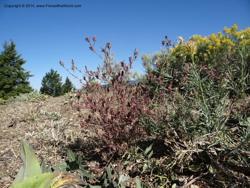 Cordylanthus capitatus, Davidson, C 12234--ID. Ada County. Idaho Bird Observ. Lucky Peak. 16 Sep 2013. DSC07497 (10).JPG