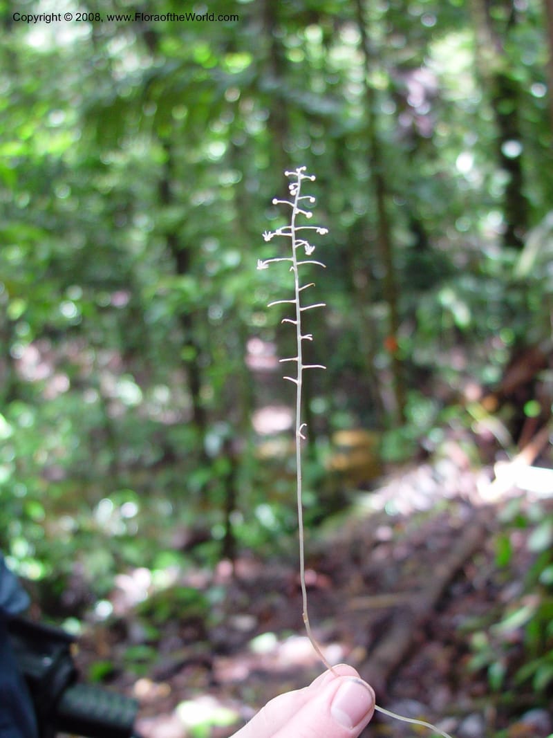 Sciaphila albescens, ETepe551--Fr. Guiana. Les Nouragues. 14 Mch 02. 004.jpg