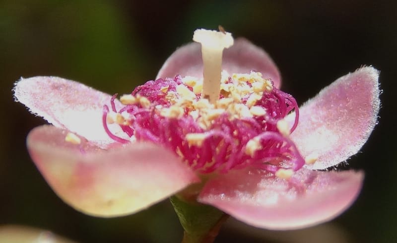 Archirhodomyrtus, Callmander, M 1272--New Caledonia. PinPin. 20 Nov 2015. DSC03938 (247).JPG