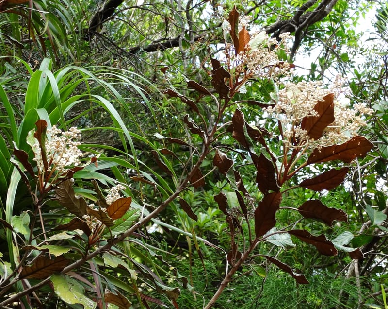 Argophyllum, Lowry, P 7423--New Caledonia. PinPin. 20 Nov 2015. DSC03938 (37).JPG