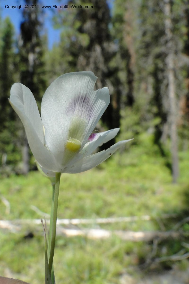 Calochortus eurycarpus, Davidson, C 11905--ID. Valley Co. Lick Creek Rd. 13 Aug 2011. 098 (17).jpg