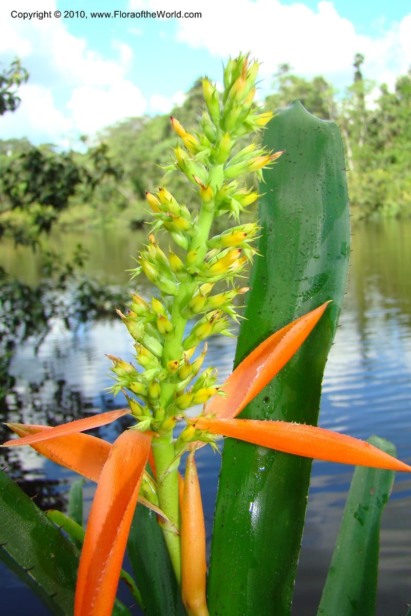 Aechmea, R. Vasquez 34537--Peru. Pacaya Samiria. Yantacocha. 5 Nov 08. 470.jpg