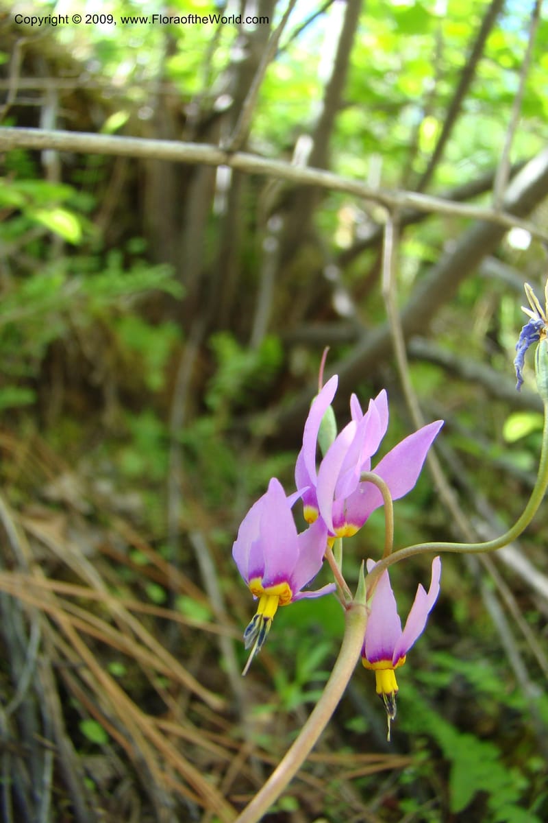 Dodecatheon pulchellum, C. Davidson 11351--ID. Idaho Co. Salmon River Rd. 17 May 09. 223.jpg