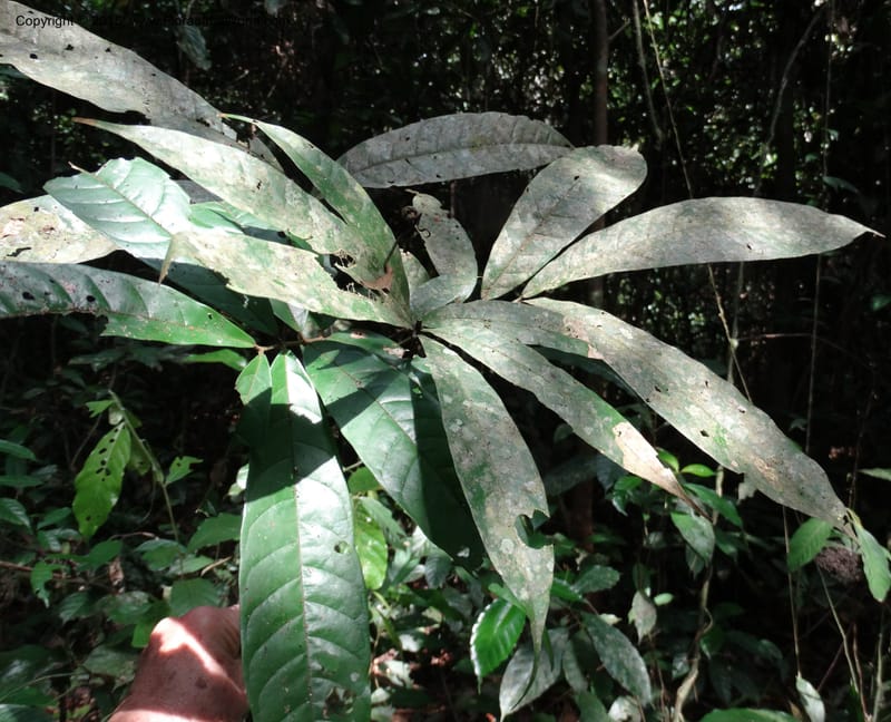Chytranthus, Davidson, C 12372--Cameroon. Korup Nat. Park. 22 Mar 2014. DSC03203 (322).JPG
