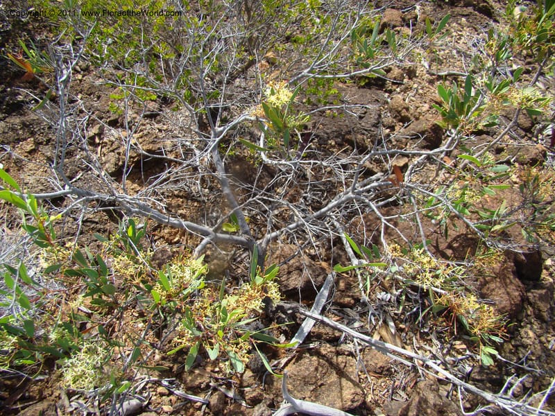 Stenocarpus, Munzinger, J 4738--New Caledonia,  Prov du Nord, Mine de Poum, 12 Nov 2007, 15.jpg