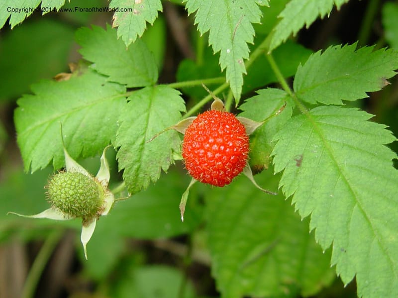 Rubus pinnatus--Cameroon. Mt. Cameroon. 5 Dec 03. 016a (4).jpg