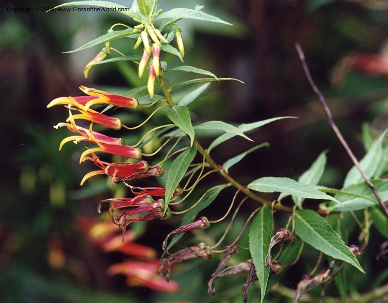 Lobelia laxiflora, not coll.--MX. Veracruz. Volcan San Martin. 25 May 01. 005.JPG