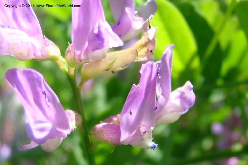 Vicia americana, C. Davidson 11391--Idaho. Idaho Co. Salmon River. Shepp Ranch. 28 May 2009. 167.jpg