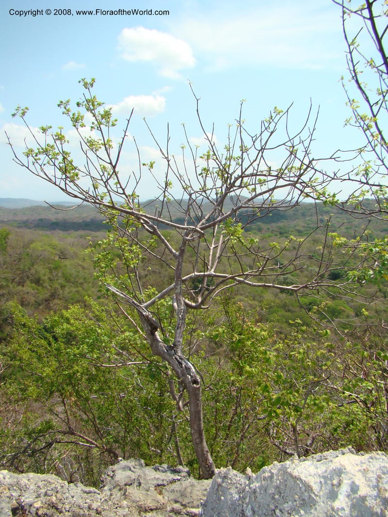 Bursera graveolens--Costa Rica. Guanac. Palo Verde Biol. Sta. 6-7 Apr 08. 100.jpg