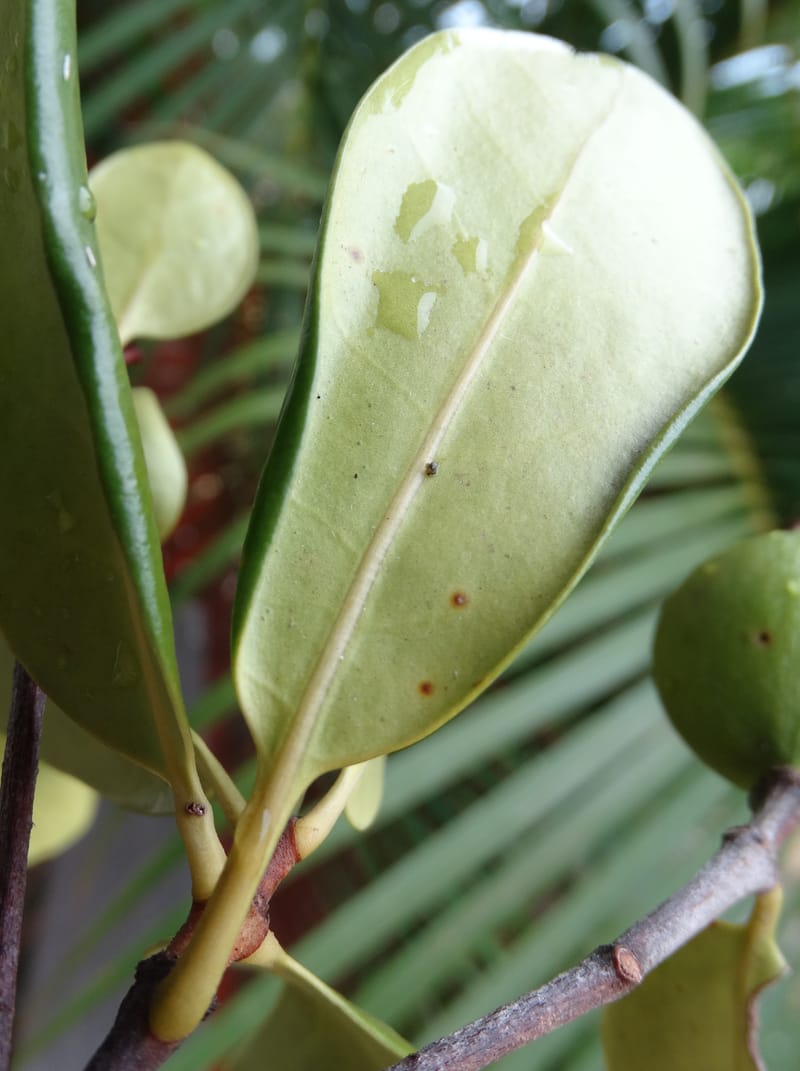 Atractocarpus, Lowry, P 7408A--New Caledonia. Plateau de Tiea. 18 Nov 2015. DSC03758 (50).JPG