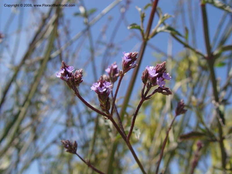 Verbena littoralis, 1999.01160--Spain. Barcelona Botanic Garden. 21 Apr 04. 170.jpg