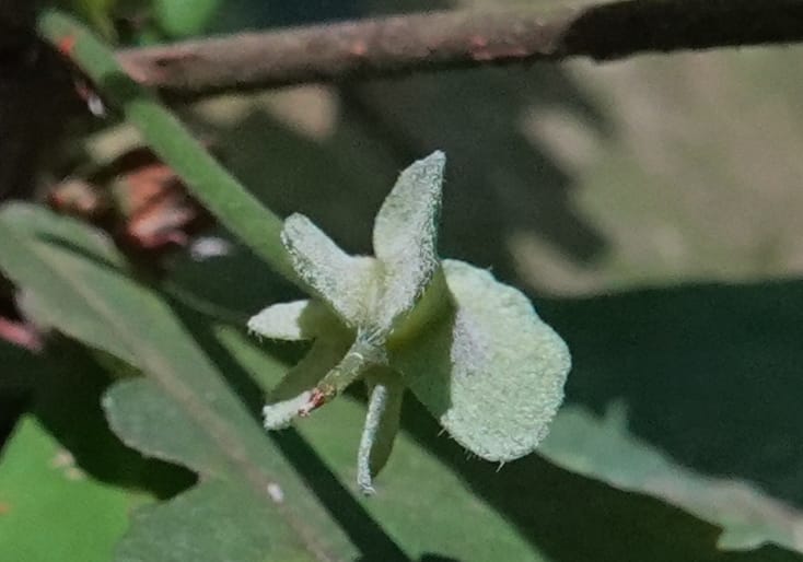 Poggea alata, C. Davidson 13956--Gabon. Arb. Sibang. 5 Nov. 2018. DSC02235 (52).JPG