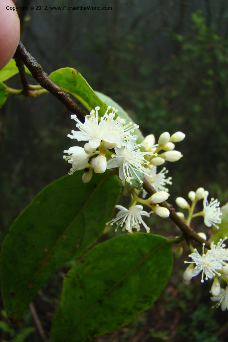 Elaeocarpus, Regalado 1635--Viet Nam. Lao Cai Prov. Sa Pa Distr. Hoang Lien Son. 6 Apr 09. 087 (5).jpg